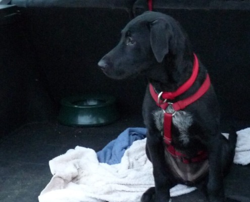 Hund wartet im Kofferraum bis er aussteigen darf – Hundeerziehung im Alltag
